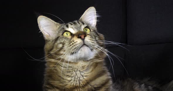 Brown Blotched Tabby Maine Coon Domestic Cat, Portrait of Male against Black Background