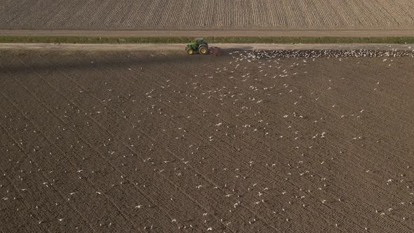 Aerial tracking shot, Flock of seagulls following Tractor plowing the land, Countryside environment