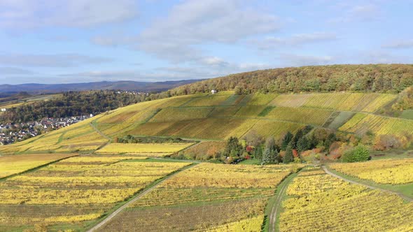 Golden vineyards in autumn, Rheingau, Oestrich-Winkel, Hesse, Germany