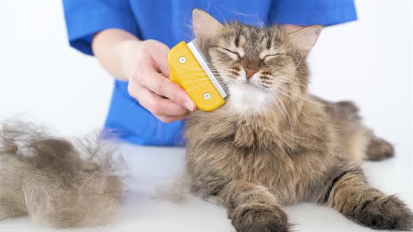 A doctor in a blue coat combs the fur of a cat with a furminator