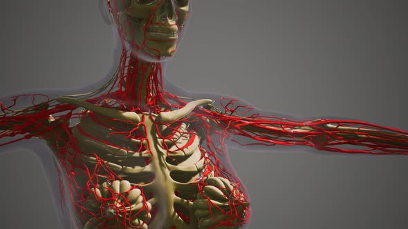 Science Anatomy of Human Blood Vessels