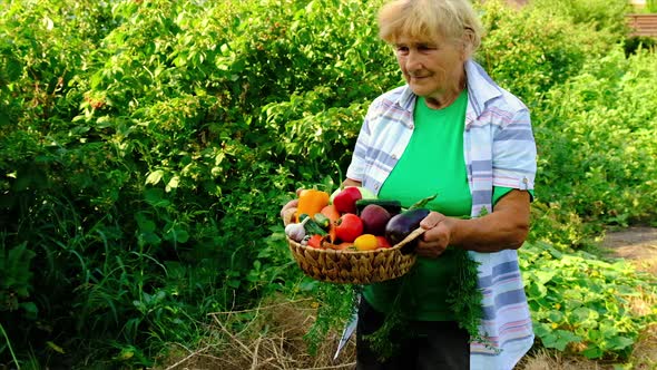 Grandmother Holds Vegetables in Her Hands with Harvest