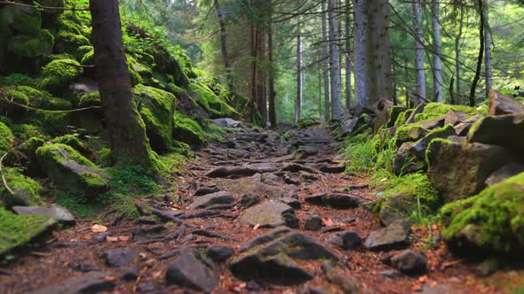 Walk Along a Rocky Road in Fairy Forest