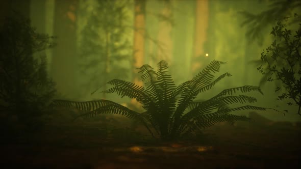 Firefly in Misty Forest with Fog