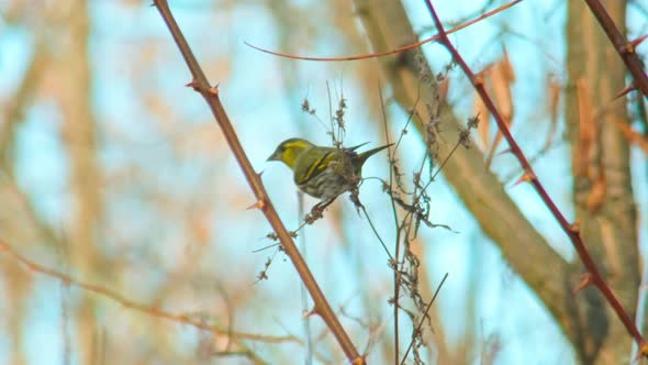 Wildlife Europe Birds  Greenfinch Eating Seeds on Tnin Plant