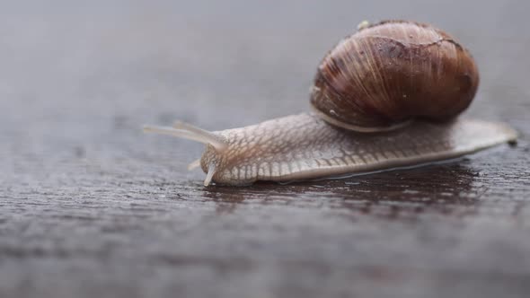 crawling snail closeup