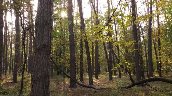 Trees in the Forest on an Autumn Day