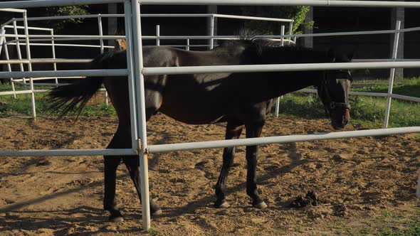 Portrait of a Brown Horse Standing in a Paddock