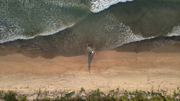 A large piece of driftwood stranded on Playa Ventanas in Costa Rica. Aerial top down view of waves b