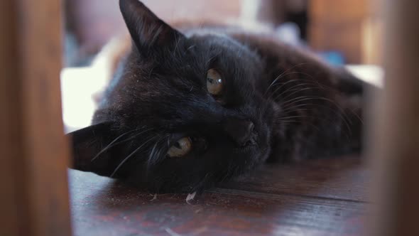 Black cat meows adorable looking at camera