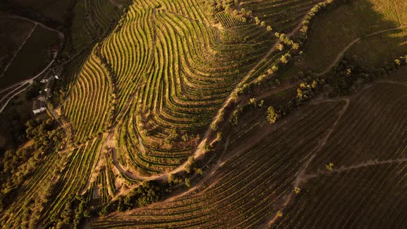 Aerial View Over Curved Grapes Plantations at Sunset