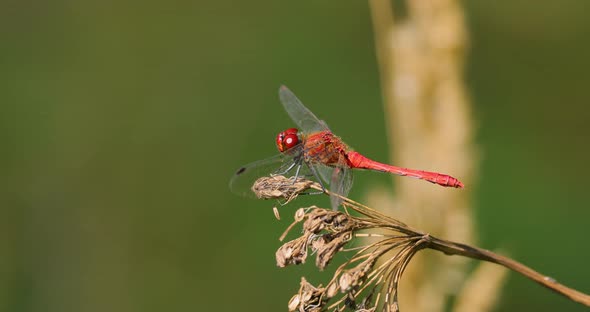 Scarlet Dragonfly Crocothemis Erythraea is a Species of Dragonfly in the Family Libellulidae