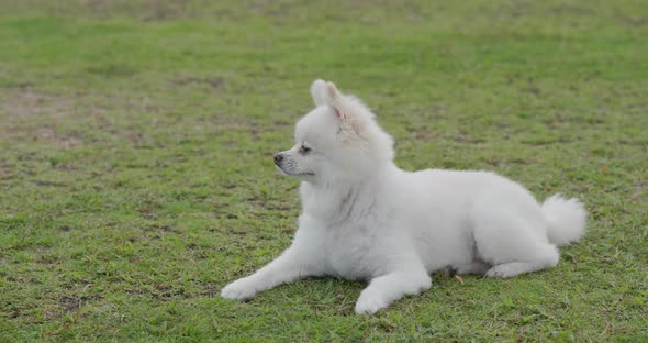 White pomeranian dog on grass