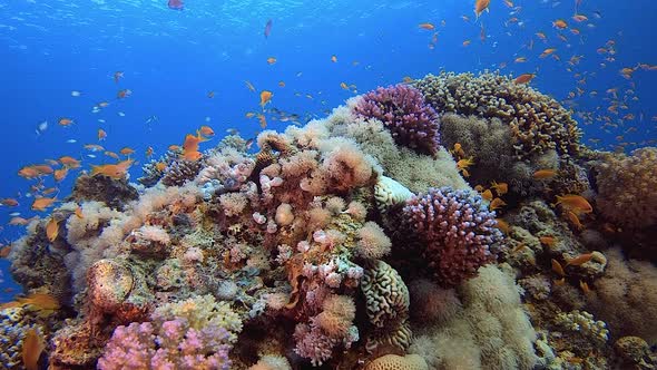 Coral Garden Underwater Life