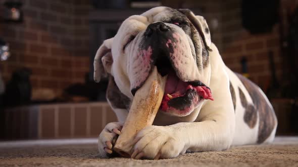 Bulldog Enjoying His Bone