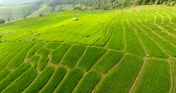 Rice Field Terrace on Mountain Agriculture Land