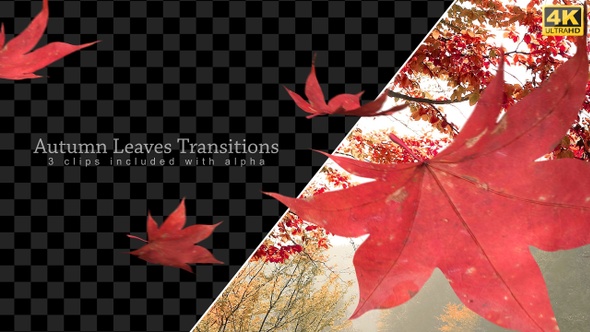 Leaves Transitions