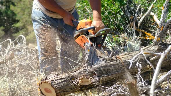 Cutting Wood with Saw