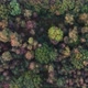 Aerial Bird View Flying Up Over Beautiful Temperate Coniferous Forest Moving Over Top of Trees - VideoHive Item for Sale