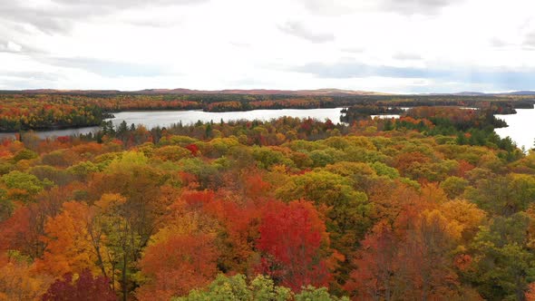 autumn trees low flight over treetops on lake