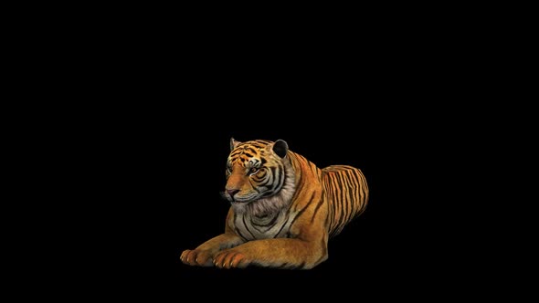 Tiger Sit 3 alt