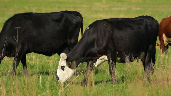 Cows Graze in a Meadow