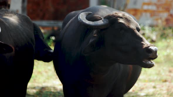 Big Black Bull Grazing on a Sunny Day