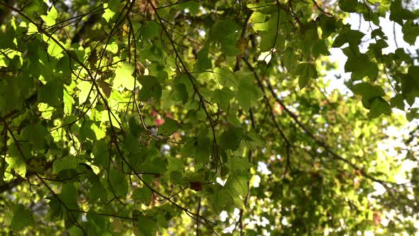 Tree Summer