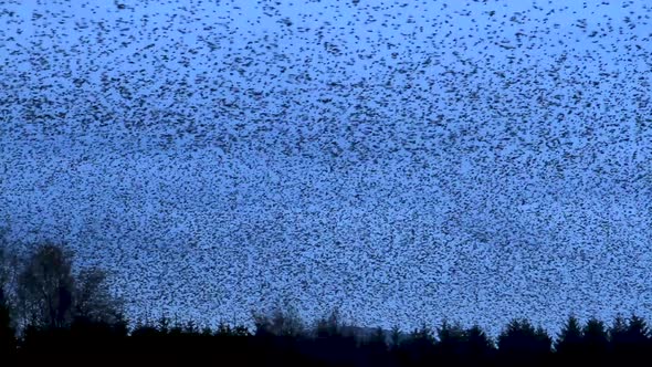 Thousands of European starlings murmuration against the cold winter's evening sky in Cumbria before