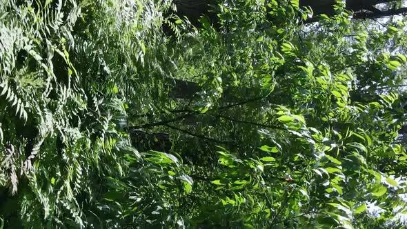 Vertical Video Aerial View Inside a Green Forest with Trees in Summer