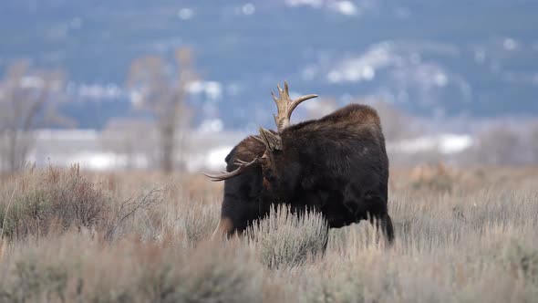 Bull moose showing one broken paddle on its antlers during the Rut