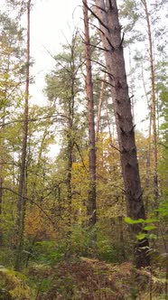 Vertical Video of a Forest in an Autumn Day