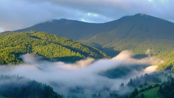 Foggy Forest in The Mountains