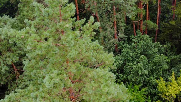 Fur trees and pines from above. Aerial view video on forest. Green wood.