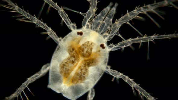 Mite Hydrachnidia Under the Microscope