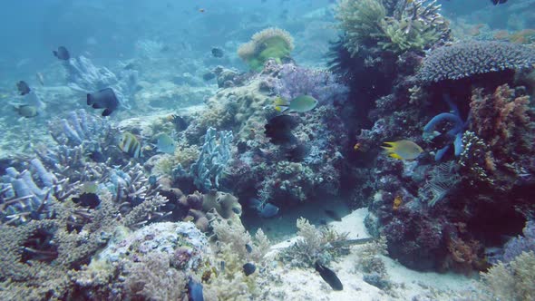Coral Reef and Tropical Fish, Leyte, Philippines