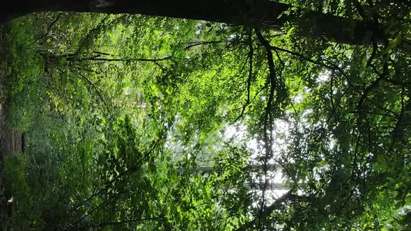 Vertical Video of a Forest with Trees in Ukraine