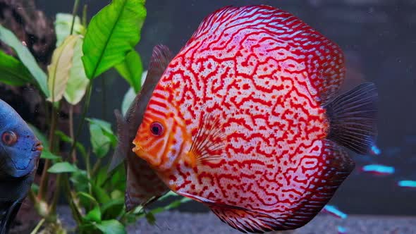 Symphysodon Discus Fish Swiming in Aquarium