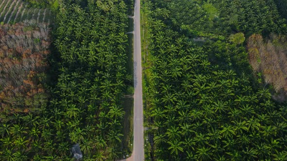 Aerial view Top-view Palm Oil Tree Plantation from above. Aerial HD birds eye view. Krabi, Thailand.