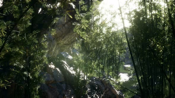 Lush Green Leaves of Bamboo Near the Shore of a Pond with Stones. alt