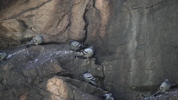 Free Real Wild Rock Pigeons Roosting on the High Rocky Wall