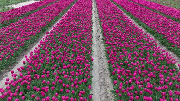 Rows of Purple Tulips in full bloom, Aerial view.