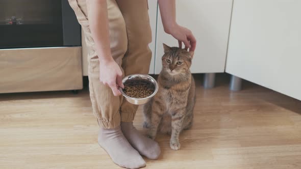 Domestic Cat Refuses to Eat