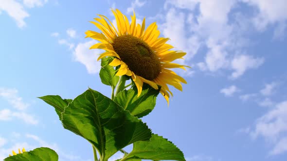 Sunflower Blooming in the Field on Blue Sky Background in Summer Day CloseUp