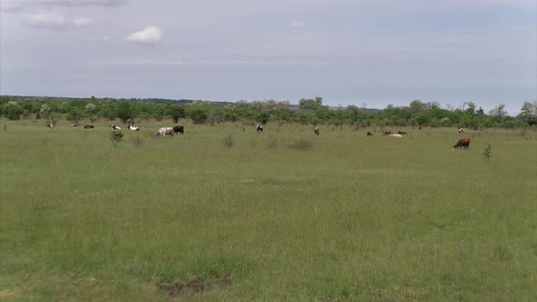 Cows Grazing Fresh Green Grass on the Field. Farm. Animals Graze on a Meadow. Cows on Pasture. Herd