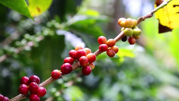 Coffee Plant