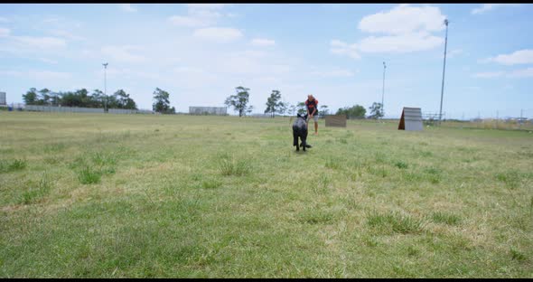 Trainer training the dog in the field 4k