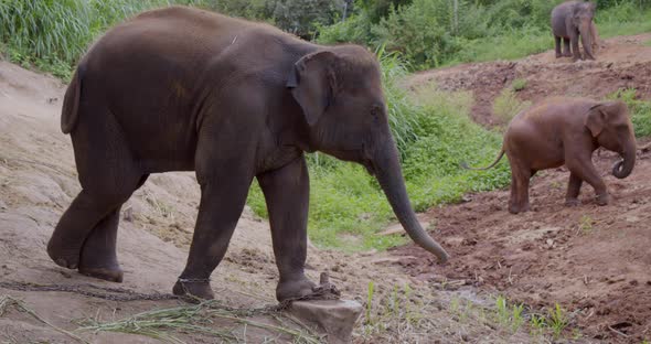 Chained Elephants at the Animal Shelter, Animal Welfare 