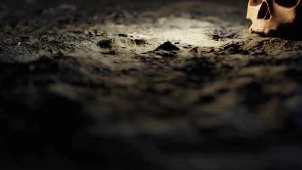 Skull on the Background of a Pile of Skulls