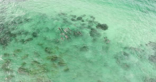 Dolphins Playing in the water near a rocky beach in South Australia